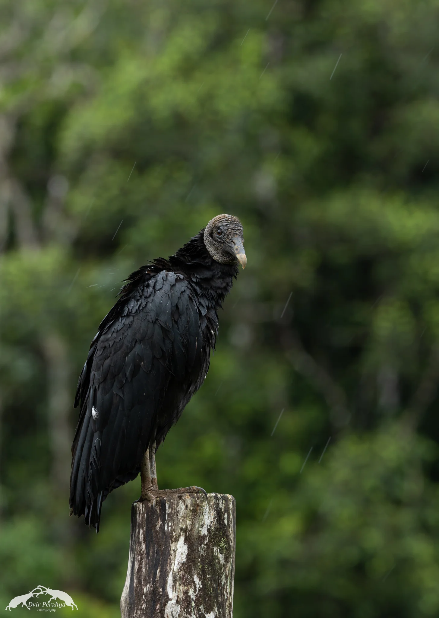 Black Vulture, Arenal